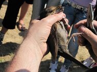 Krúžkovanie je jedna z metód výskumu vtáctva, ktorá pomáha aj pri ich ochrane